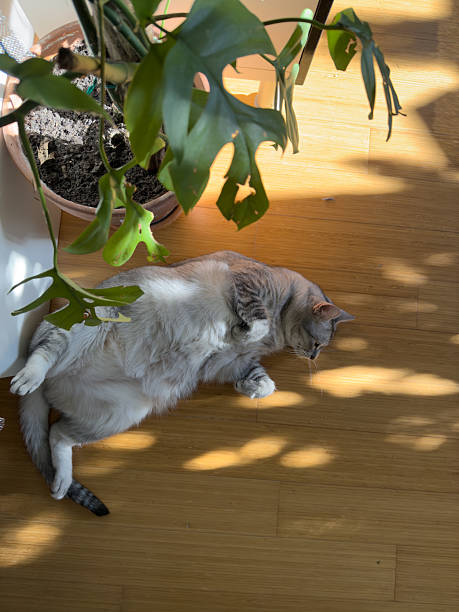 Calm gray cat relaxing on sunlit wooden floor with lush green plant in cozy home setting.