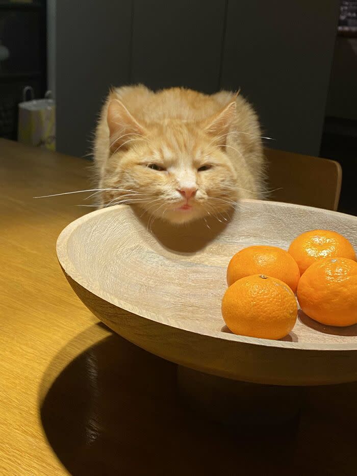 Relaxed orange cat resting on wooden bowl of fresh mandarins in cozy home kitchen scene.