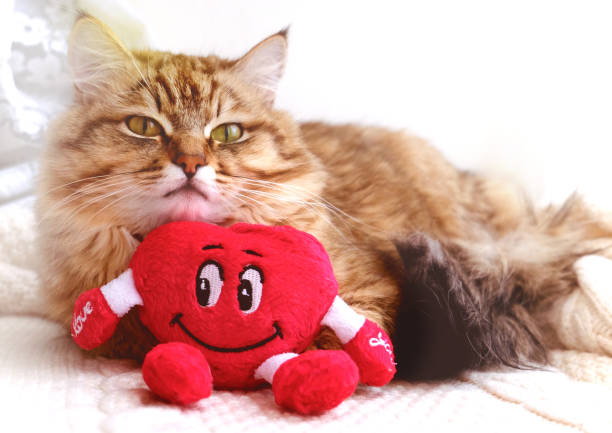 Fluffy brown cat with bright yellow-green eyes cuddles plush red heart toy on cozy white background.