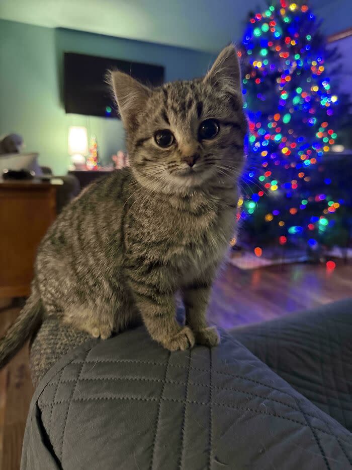 Cute gray tabby kitten sitting on a blue couch near a festive, colorful Christmas tree.