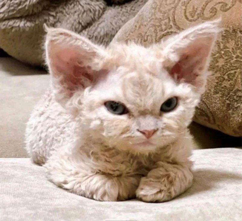 Adorable cream-colored kitten with blue eyes resting on a soft cushion in a cozy home setting.