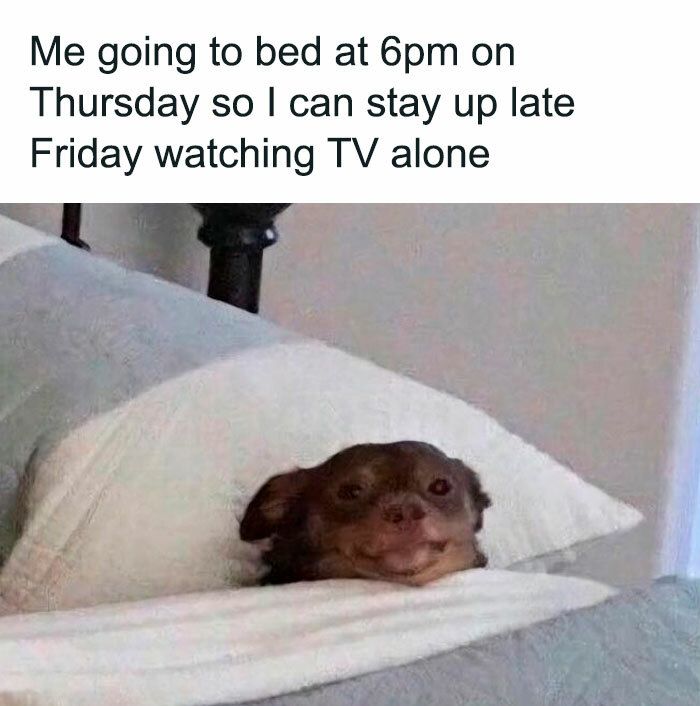 Small dog in cozy bed with mischievous smile, ready for late-night TV on Thursday.