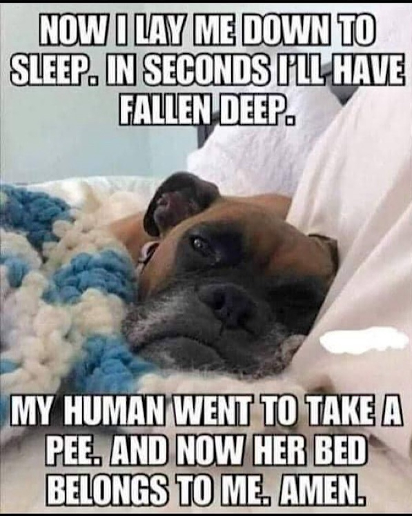 Cute Boxer dog sleeping on bed with humorous ownership quote about relaxing alone.