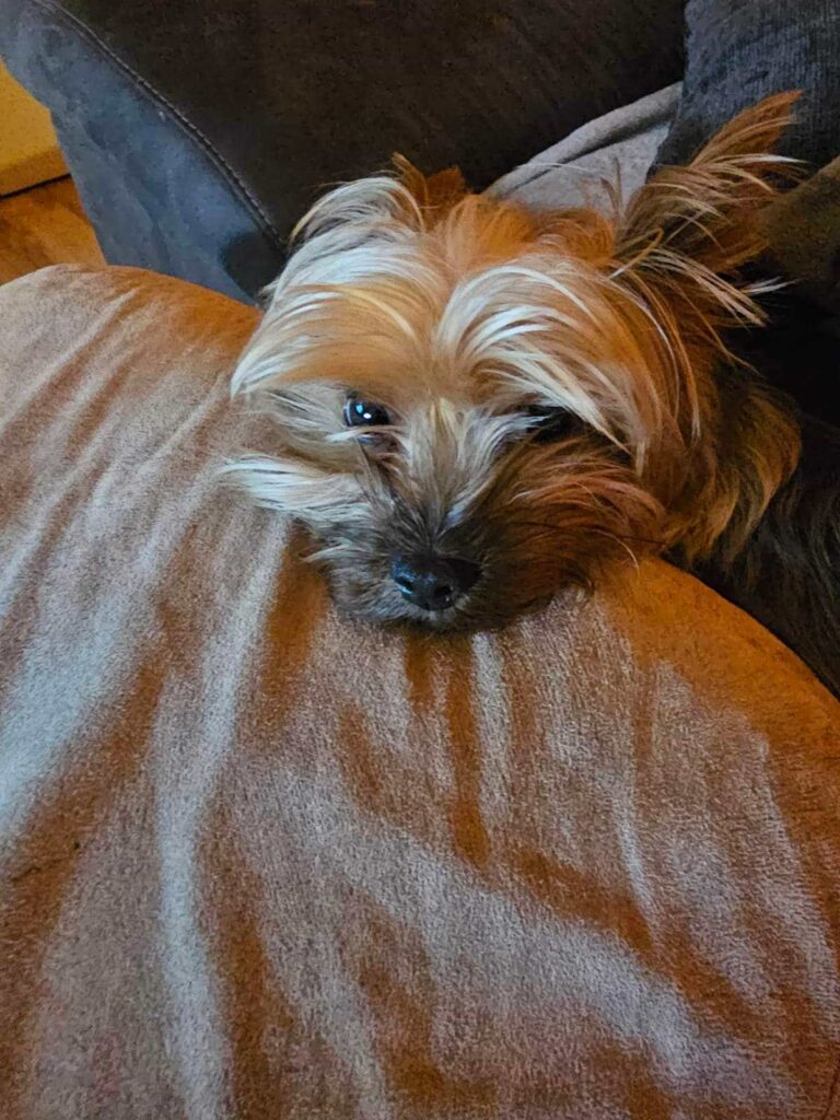 Cute Yorkshire Terrier puppy resting on a plush cushion in a cozy home environment.