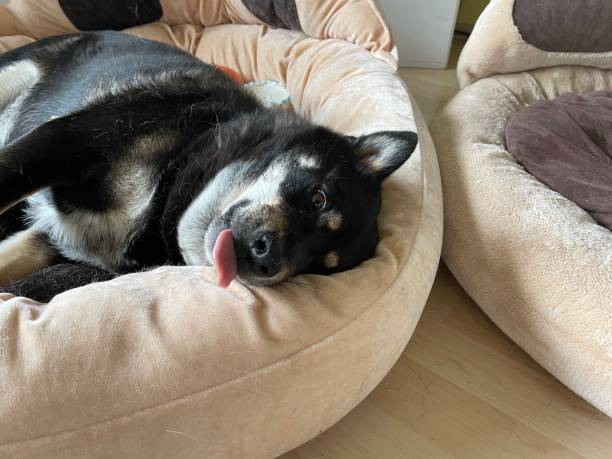Relaxed Shiba Inu dog napping in plush beige bed on wooden floor.