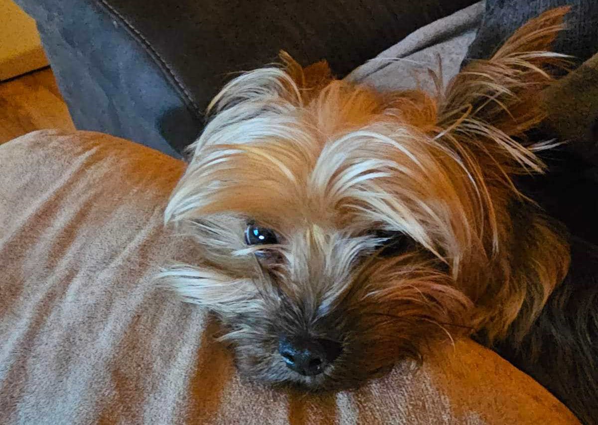 Small brown and cream dog relaxing on a plush couch cushion in cozy home setting.