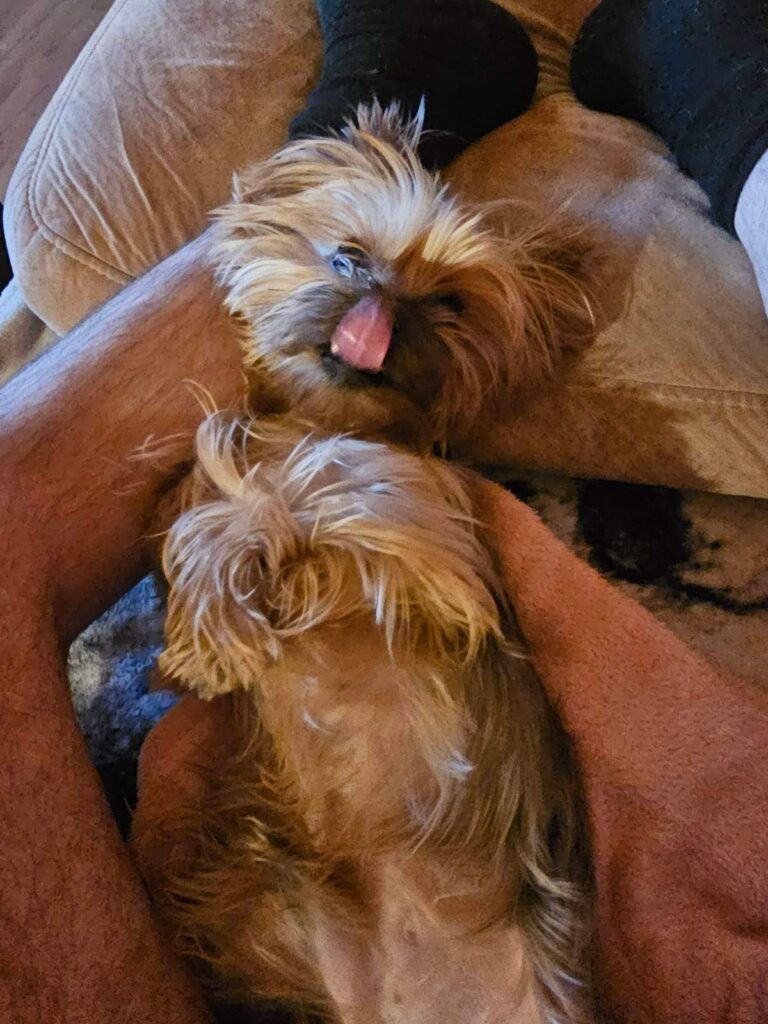 Cozy dog relaxing on owners lap, adorable playful pet with tongue out, in a warm, plush living room.