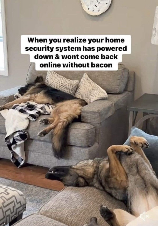Relaxed German Shepherds on cozy sofa with blanket and playful pet owner humor.