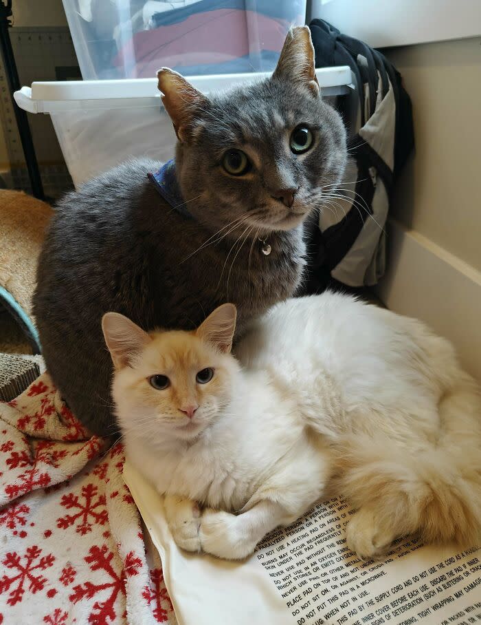 Two cuddly cats, white and gray, relaxing together in a cozy, homey environment.
