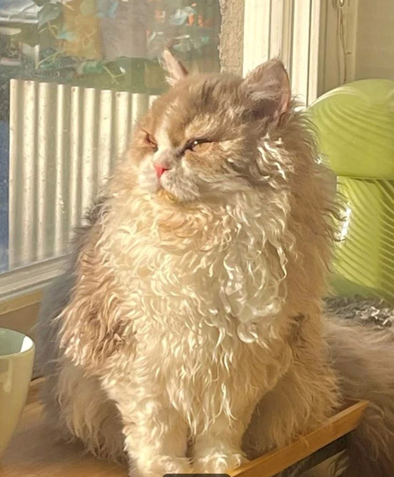 Fluffy cat relaxing in sunlight by window with cozy indoor setting and ceramic bowl.