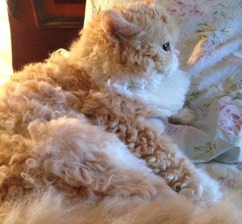 Fluffy orange and cream curly cat relaxing on floral bed with cozy, soft ambiance.