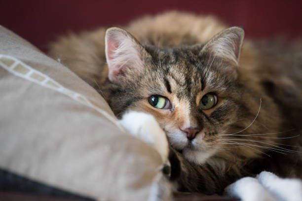 17 Lovely Cats for Sat, Jul 26