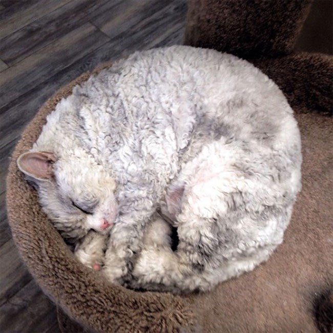 Fluffy grey cat sleeping peacefully in a cozy plush bed on a wooden floor.