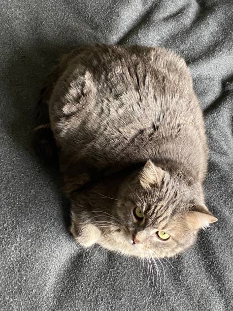 Gray cat resting peacefully on soft blanket with bright yellow-green eyes and fluffy fur.