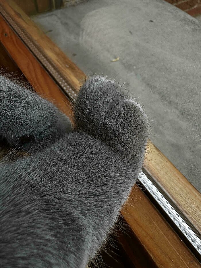 Close-up of a gray cats paw resting against a window with soft natural light.