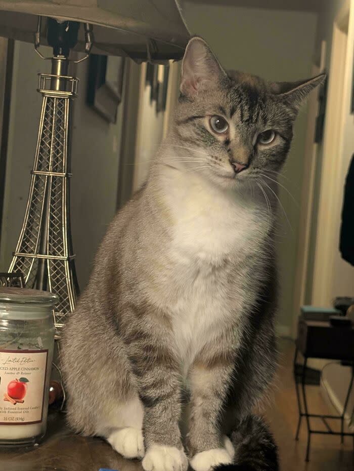 Calm gray-striped cat next to spiced apple cinnamon candle and stylish silver lamp in cozy home.