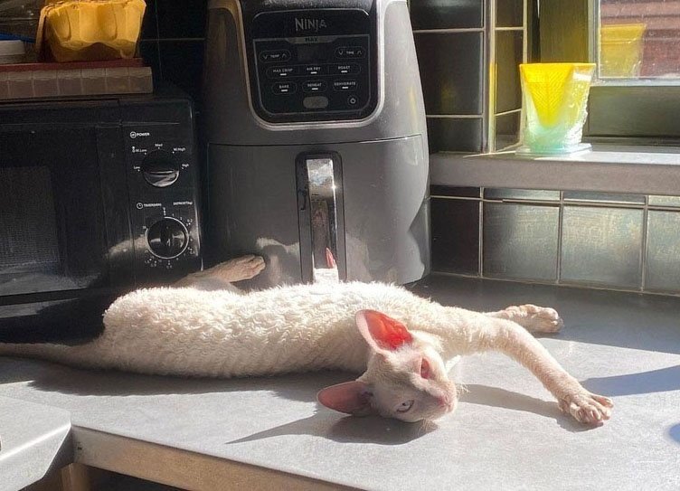 21 Lolcats for Mon, Jul 21