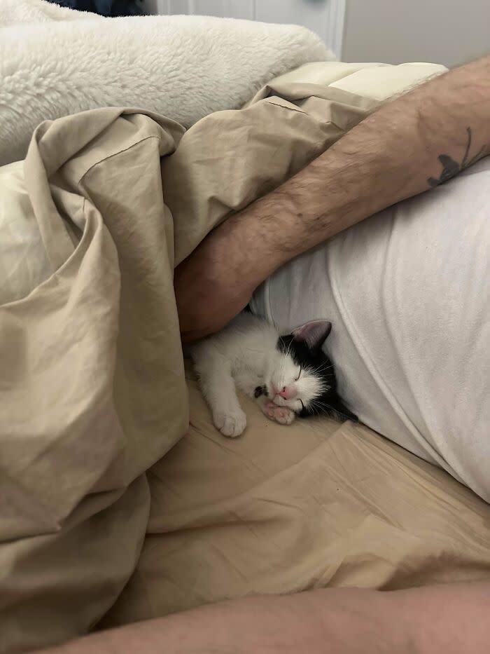 Relaxed human and sleeping cat cuddled in cozy bedding, showcasing pet-human bond and comfort.