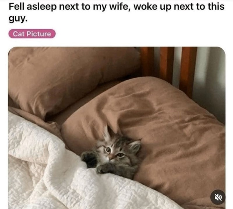 Cute gray kitten resting on cozy bedding with pillows and a white quilt, adorable pet in a relaxing bedroom.