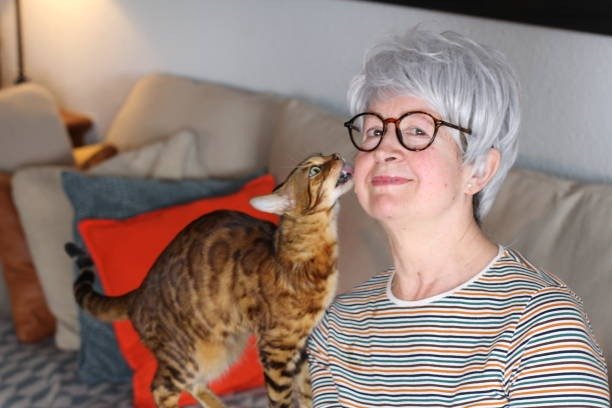 Senior woman and Bengal cat enjoying cozy, affectionate moment in a bright living room.