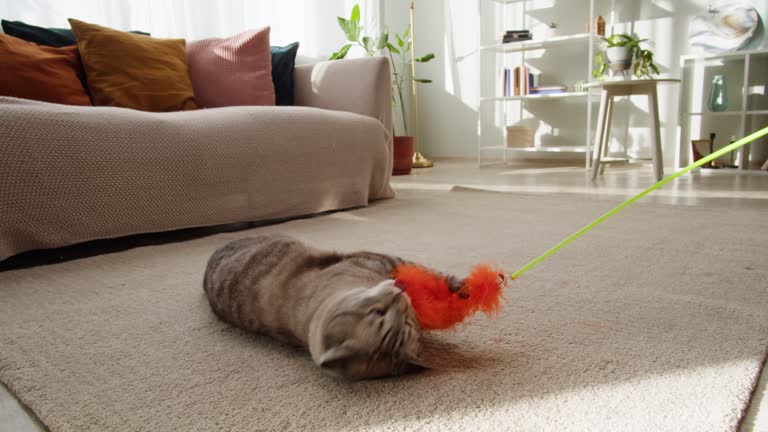 Cute gray tabby cat playing with a colorful toy in a cozy, modern living room.