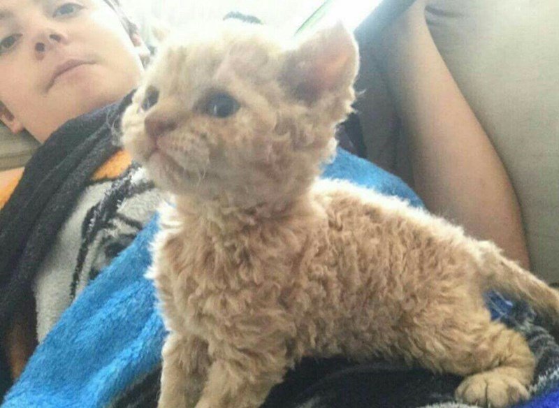 Cozy moment with a fluffy, curly-coated kitten and relaxed person in a warm, inviting living room.