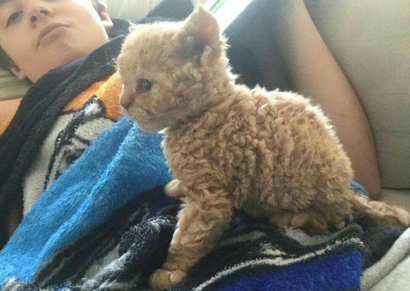 Young person relaxing on couch with adorable, curly-furred kitten in cozy indoor setting.