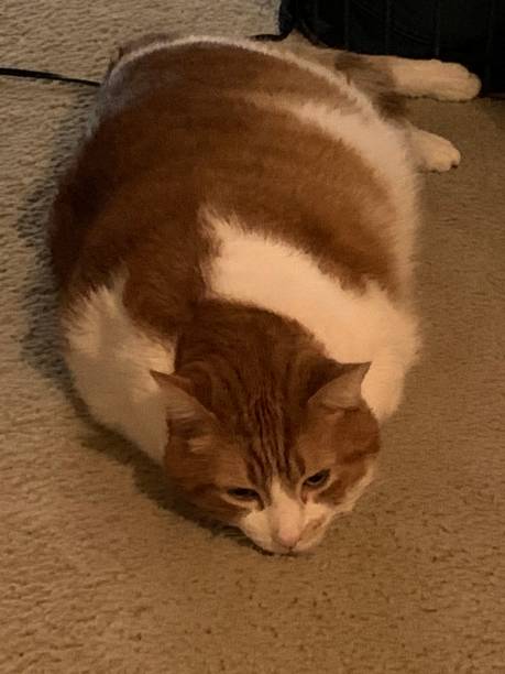 Relaxed orange and white cat resting on soft carpet in cozy home setting.
