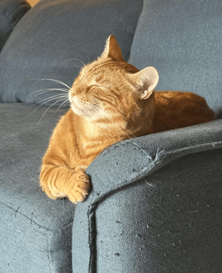 Peaceful ginger cat napping on a blue fabric couch in a cozy home setting.