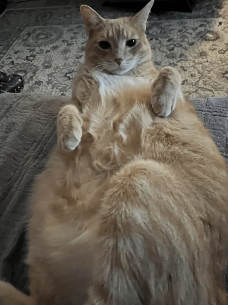 Cute orange tabby cat relaxing on patterned rug in cozy indoor setting.