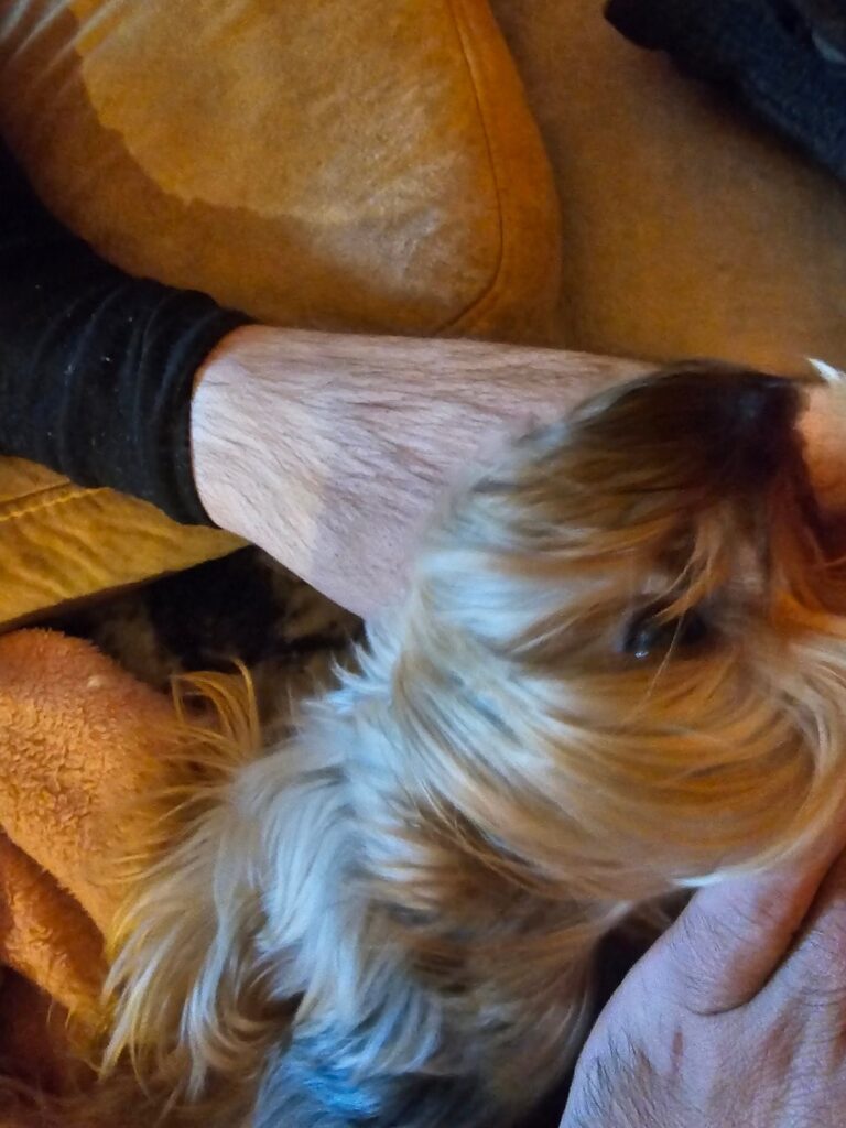 Cute small dog being cuddled by owner on cozy beige sofa at home.
