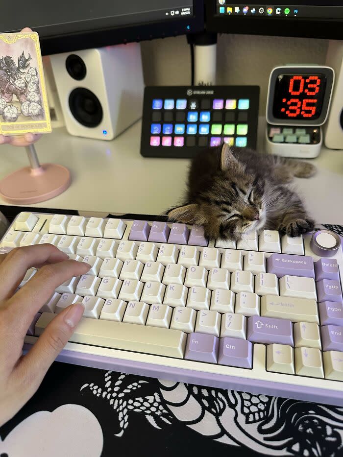 Cozy workspace with kitten, mechanical keyboard, dual monitors, and digital clock at 3:35 AM.