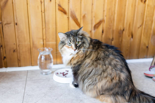 Fluffy multicolored cat with green eyes sitting near food and water in a cozy rustic home.