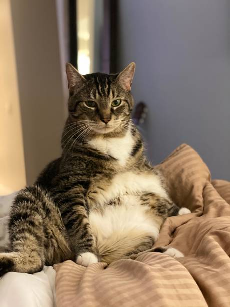 Cozy chubby tabby cat lounging on bed with green eyes and soft striped fur in warm home.