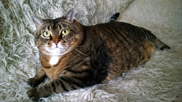 Relaxed tabby cat with bright green eyes resting on cozy, fluffy surface.