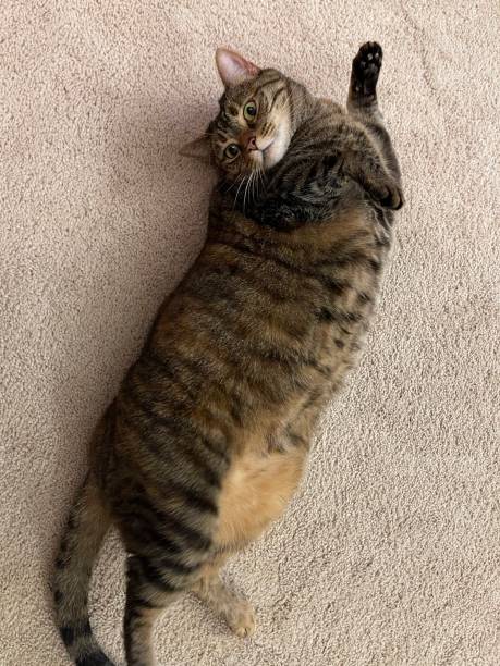 Cute tabby cat relaxing on soft beige carpet with bright green eyes and playful pose.