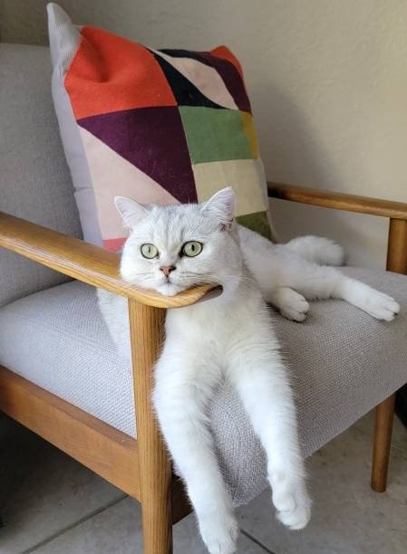 White fluffy cat relaxing on modern wooden chair with colorful pillow and natural light.