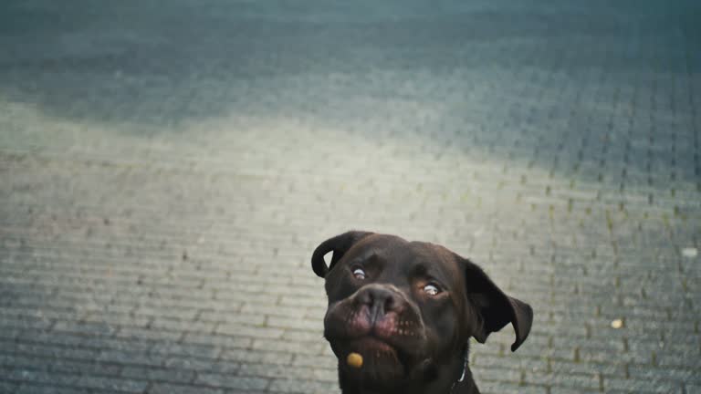24 Funny Dogs for Thu, Jul 31 2025