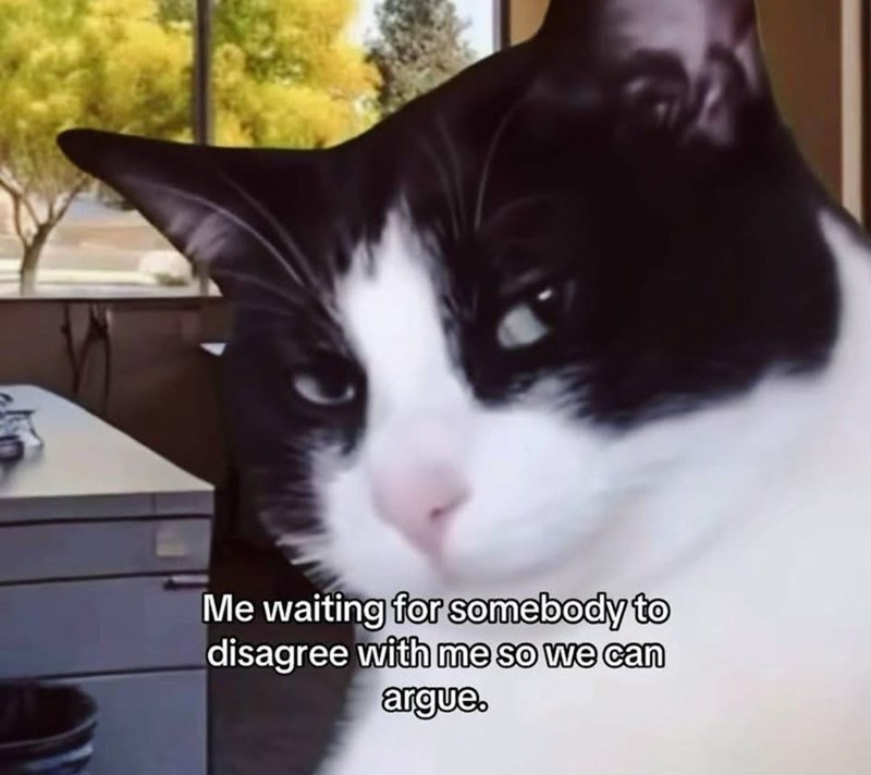 Funny office cat waiting to argue, humorous feline with intense expression in workplace setting.