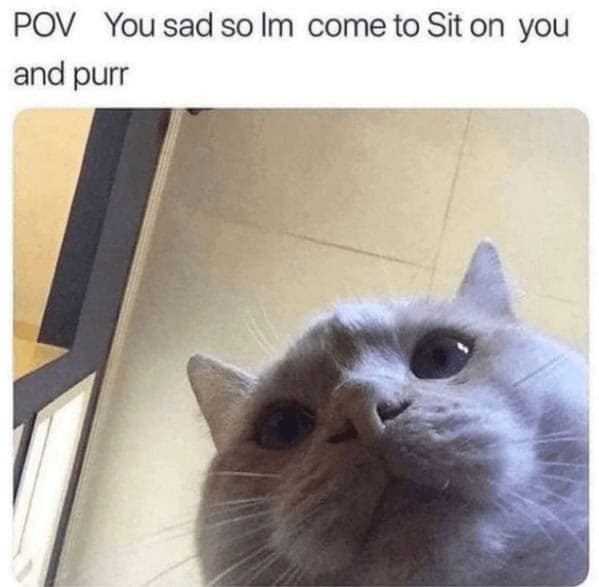 Cute cat sitting on owner, purring to comfort during sad moments.