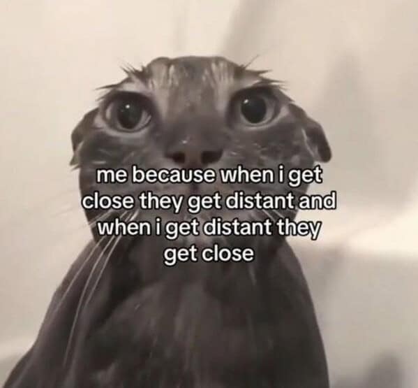 Cute gray cat with big eyes, expressive face, and humor about closeness and distance in relationships.