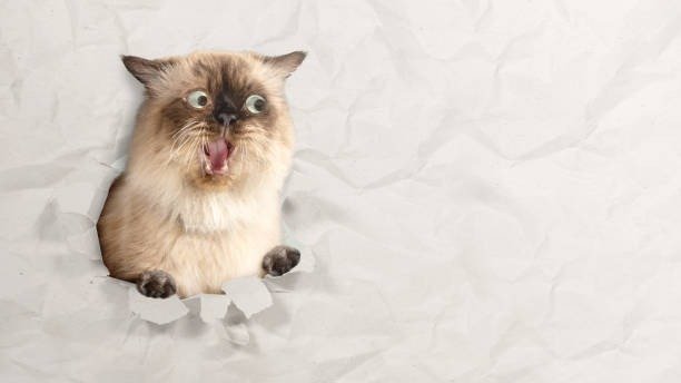 Playful fluffy cat peeking through torn crumpled paper with wide blue eyes and surprised expression.