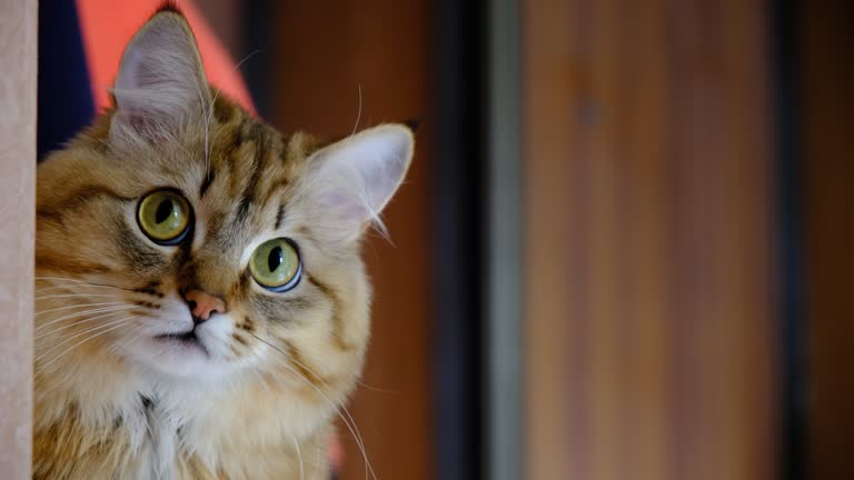 Cute golden tabby cat with green eyes, curious expression, cozy background, well-groomed soft fur.