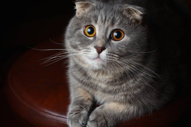 Gray plush cat with amber eyes resting on wooden surface, showcasing curiosity and feline charm.