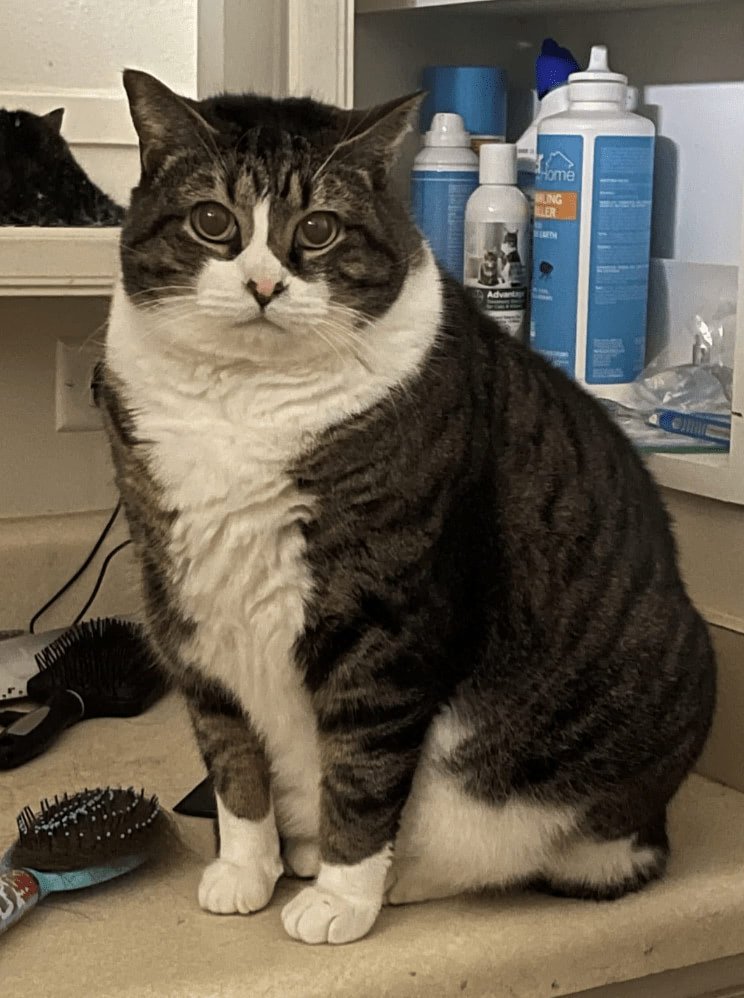 Chubby gray and white cat sitting on bathroom counter with grooming tools and cozy home background.
