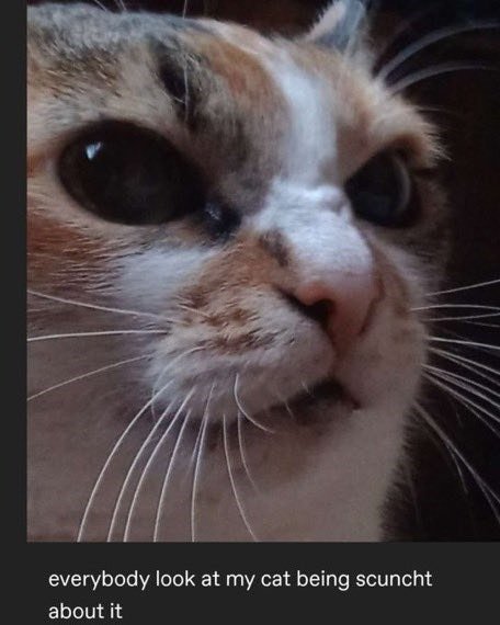 Close-up of a curious, grumpy cat with striking orange, gray, and white fur and expressive eyes.
