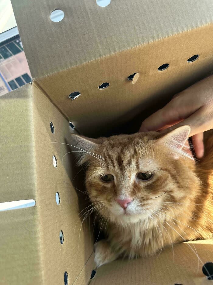 Adorable orange tabby cat cozy in a cardboard box with petting and natural sunlight.