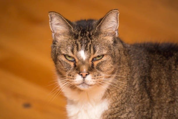 Curious tabby cat with white patch, narrow eyes, on cozy wooden floor.