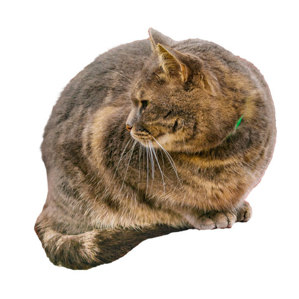 Relaxed gray cat with fluffy fur and alert green eyes, sitting peacefully against a white background.