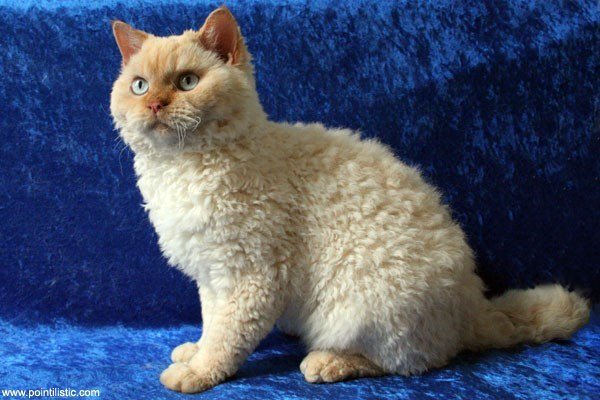 Cute curly-coated beige cat with blue eyes sitting on vibrant blue background.
